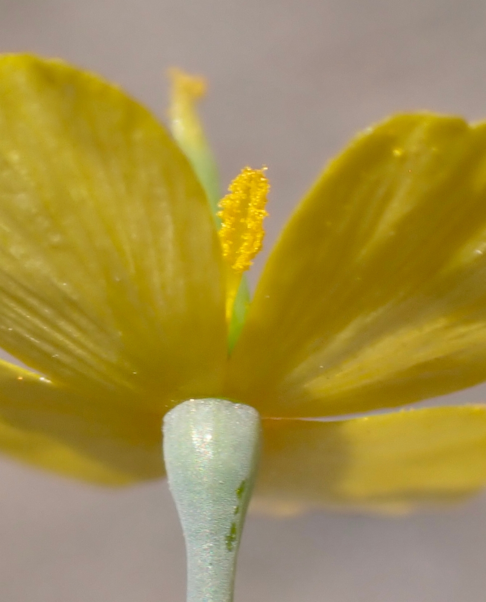 Eschscholzia minutiflora