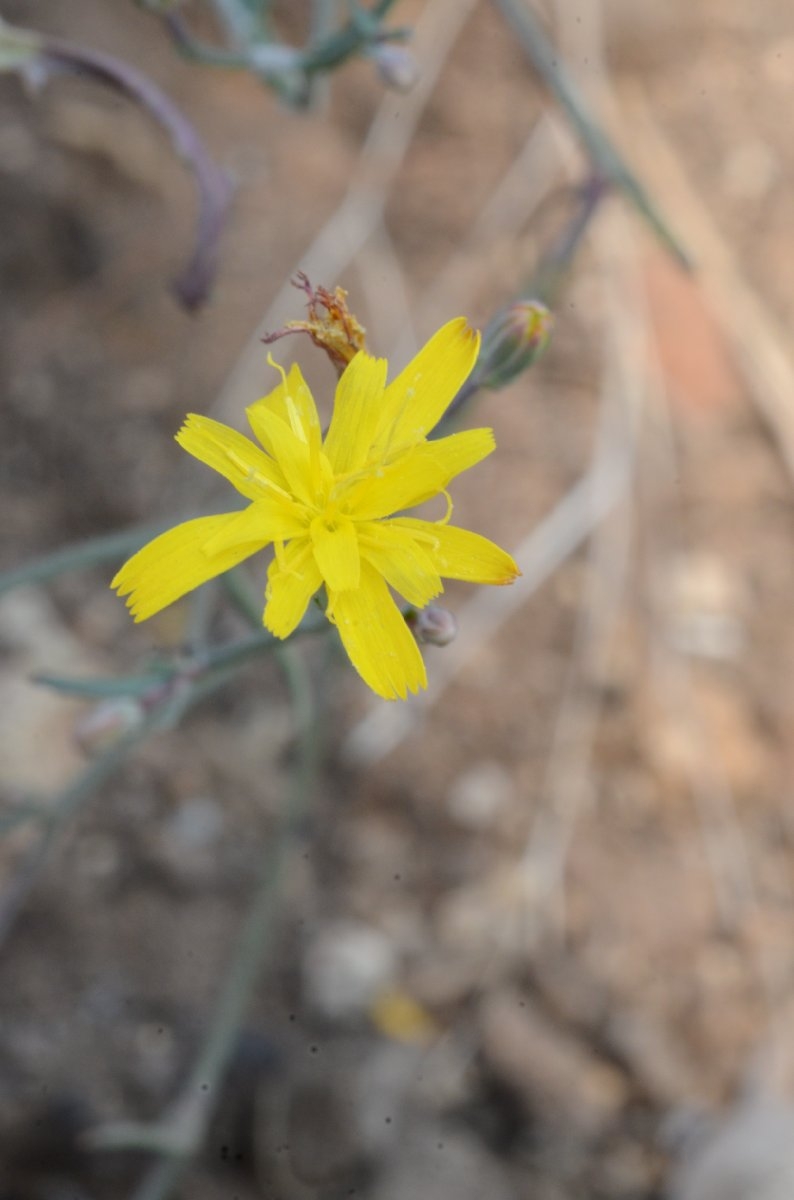 Crepis occidentalis ssp. conjuncta
