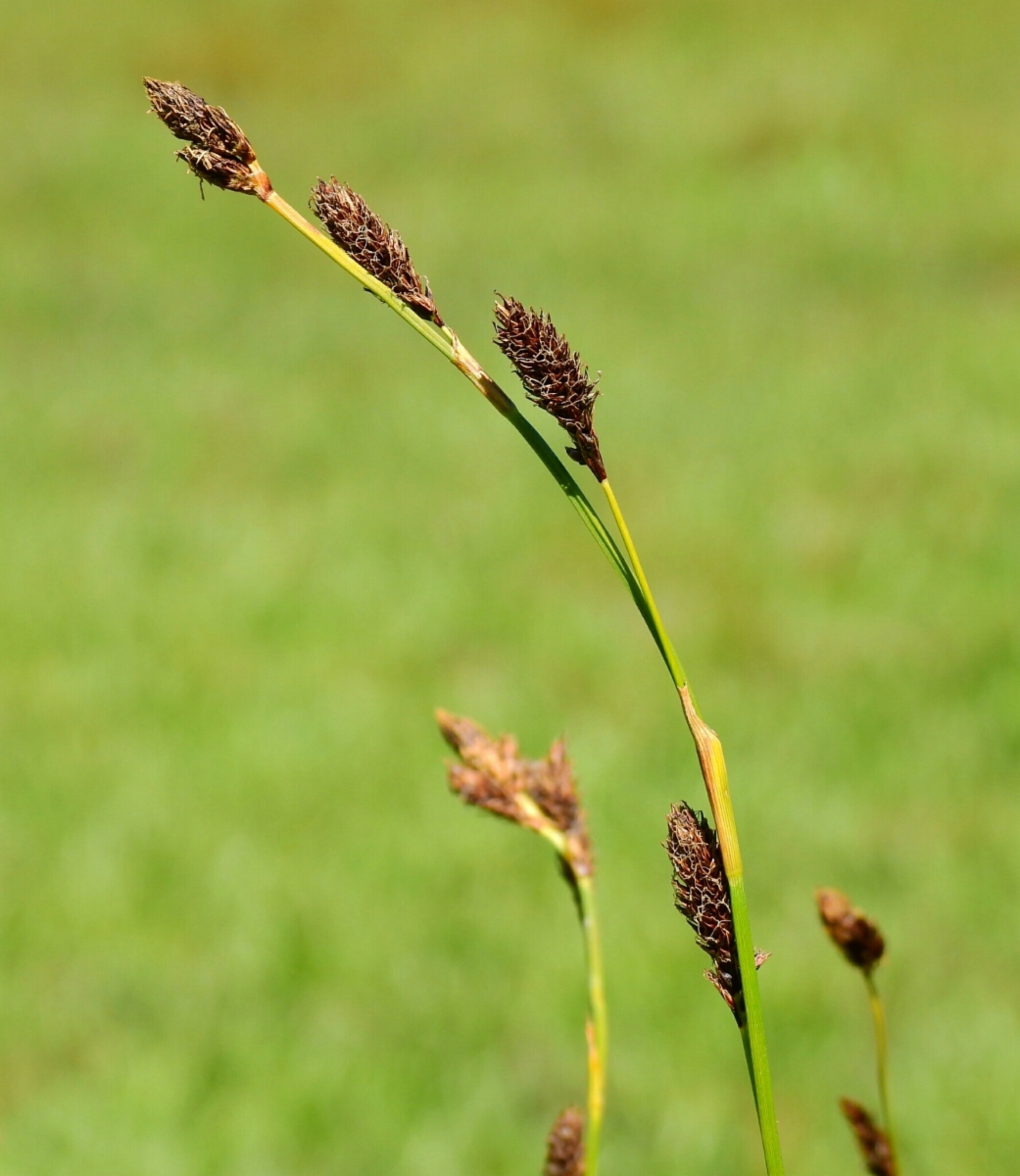 Carex luzulifolia