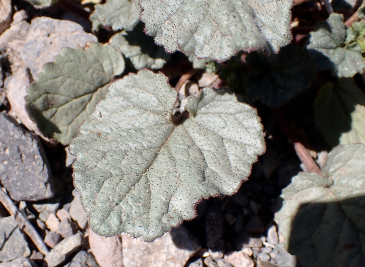 Phacelia campanularia var. vasiformis