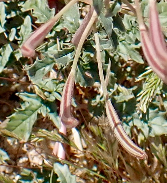 Chylismia claviformis ssp. aurantiaca