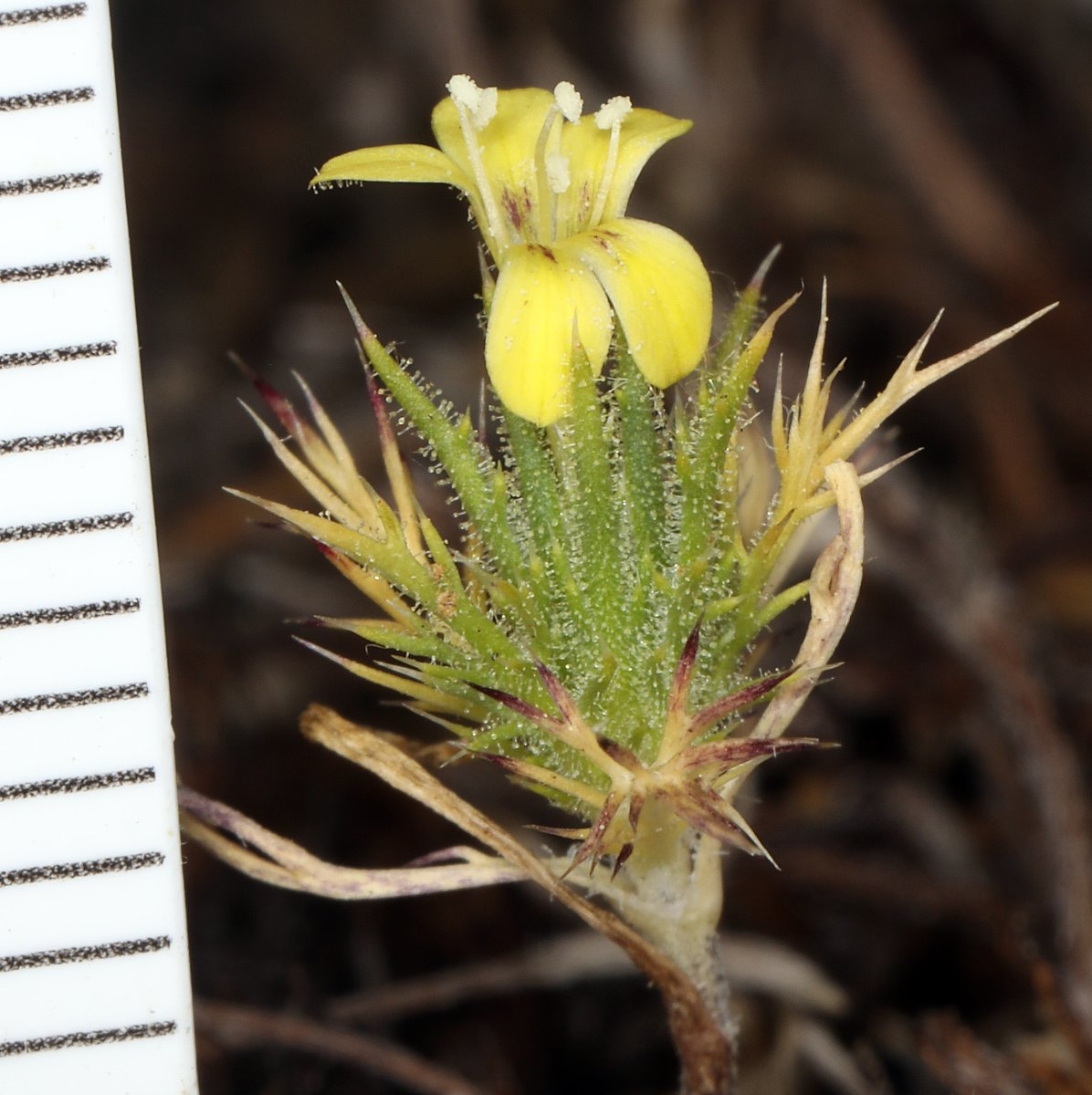 Navarretia nigelliformis ssp. radians