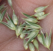 Phalaris lemmonii