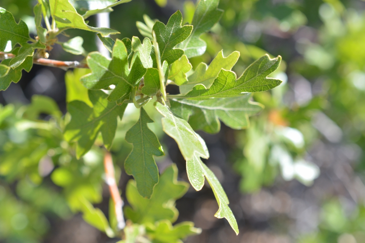 Quercus garryana var. semota