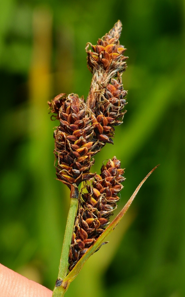 Carex helleri