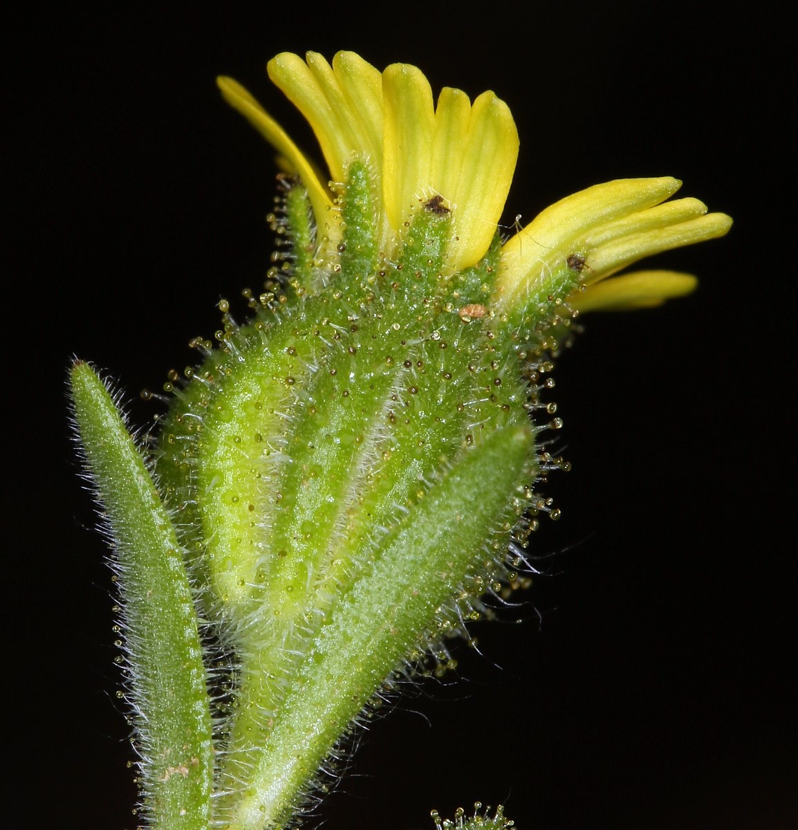 Madia subspicata