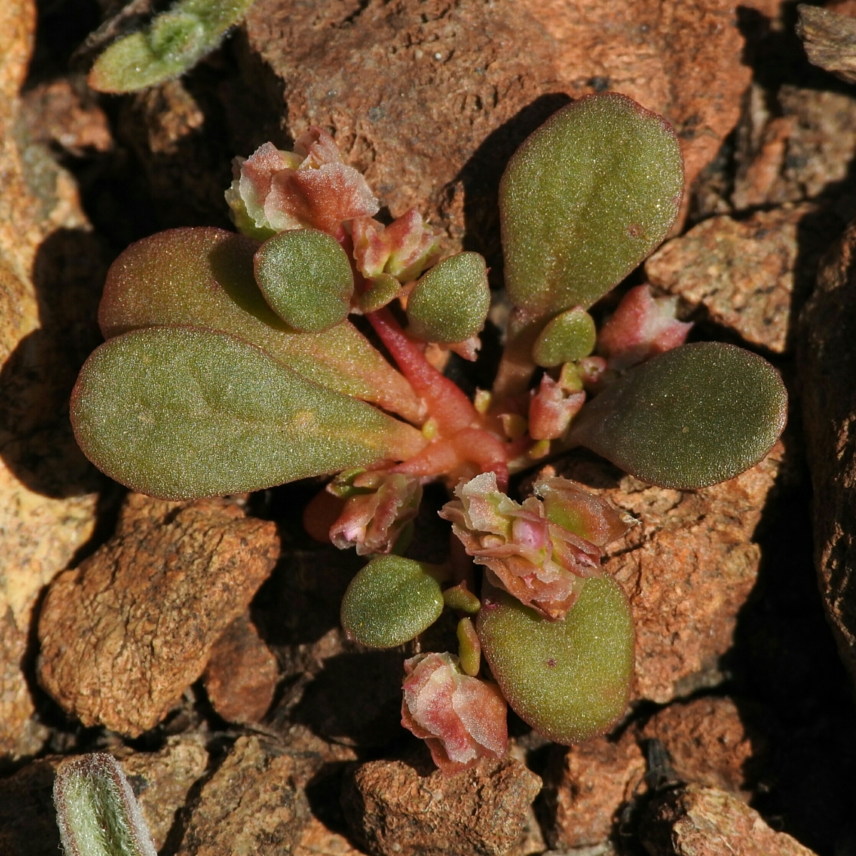 Calyptridium parryi var. hesseae