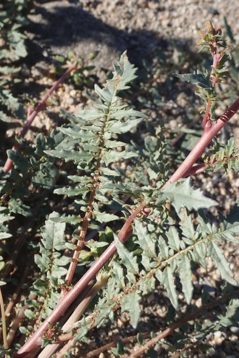 Chylismia claviformis ssp. aurantiaca