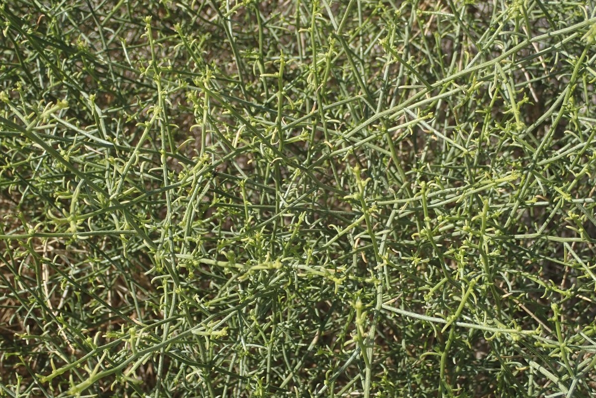 Ambrosia salsola
