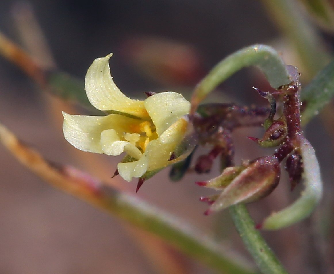 Linanthus filiformis