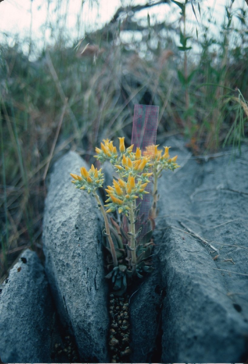 Dudleya cymosa ssp. costatifolia