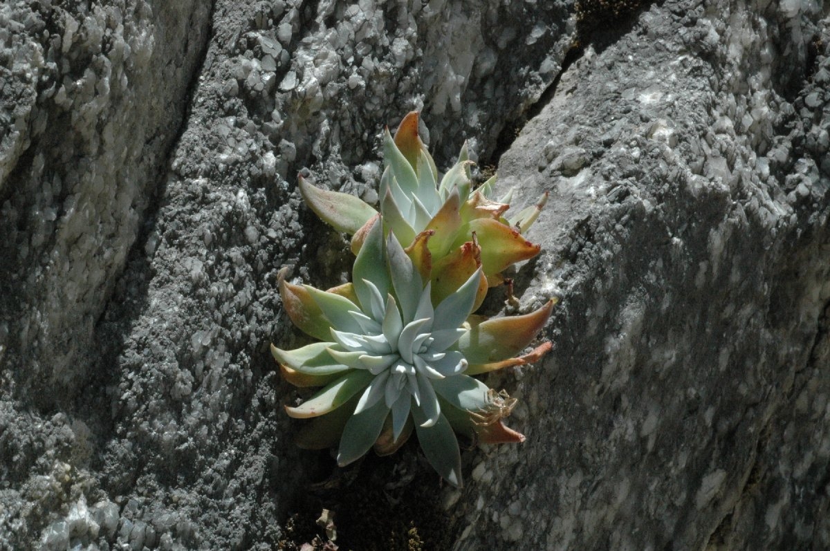 Dudleya cymosa ssp. costifolia