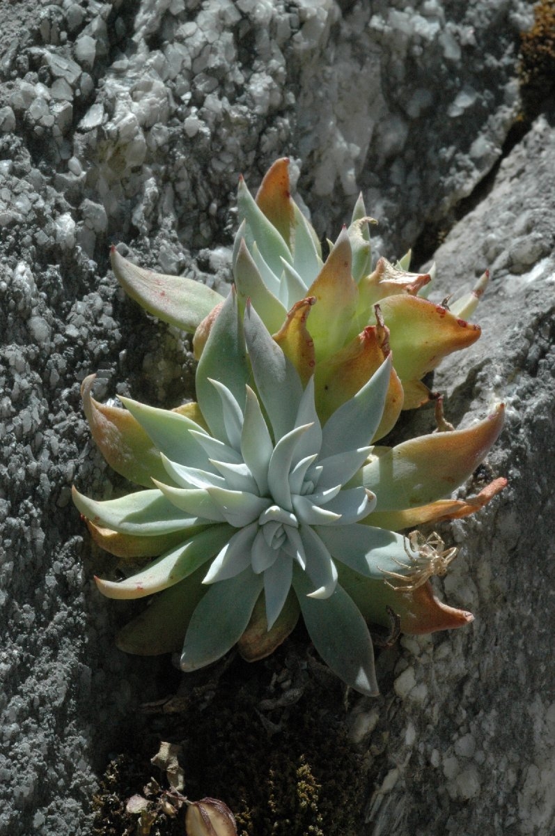 Dudleya cymosa ssp. costifolia