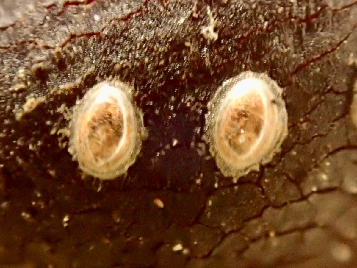 Albizia lophantha