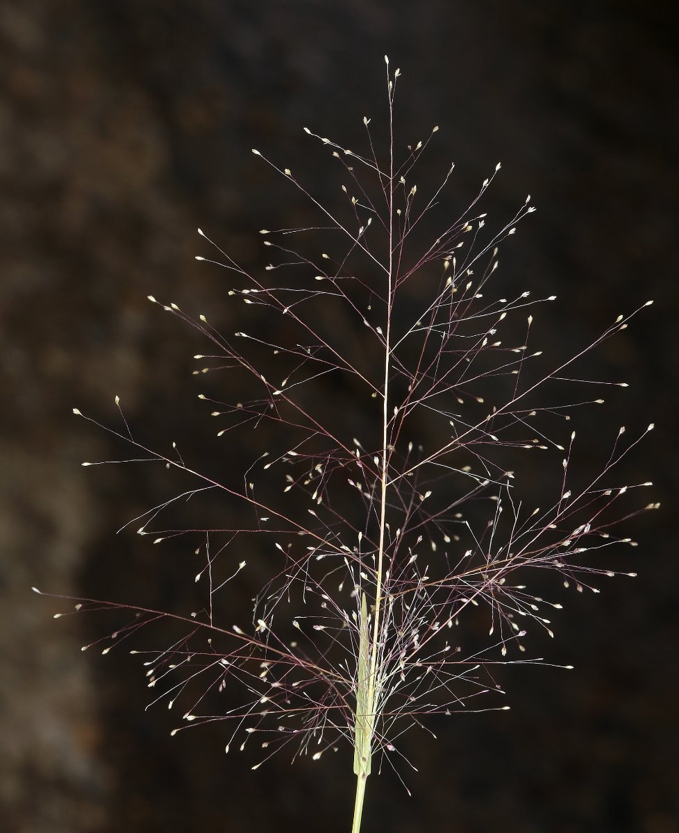 Muhlenbergia asperifolia