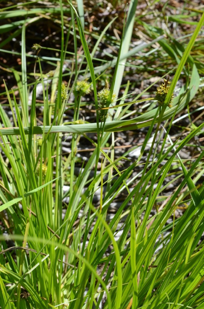 Carex viridula ssp. viridula