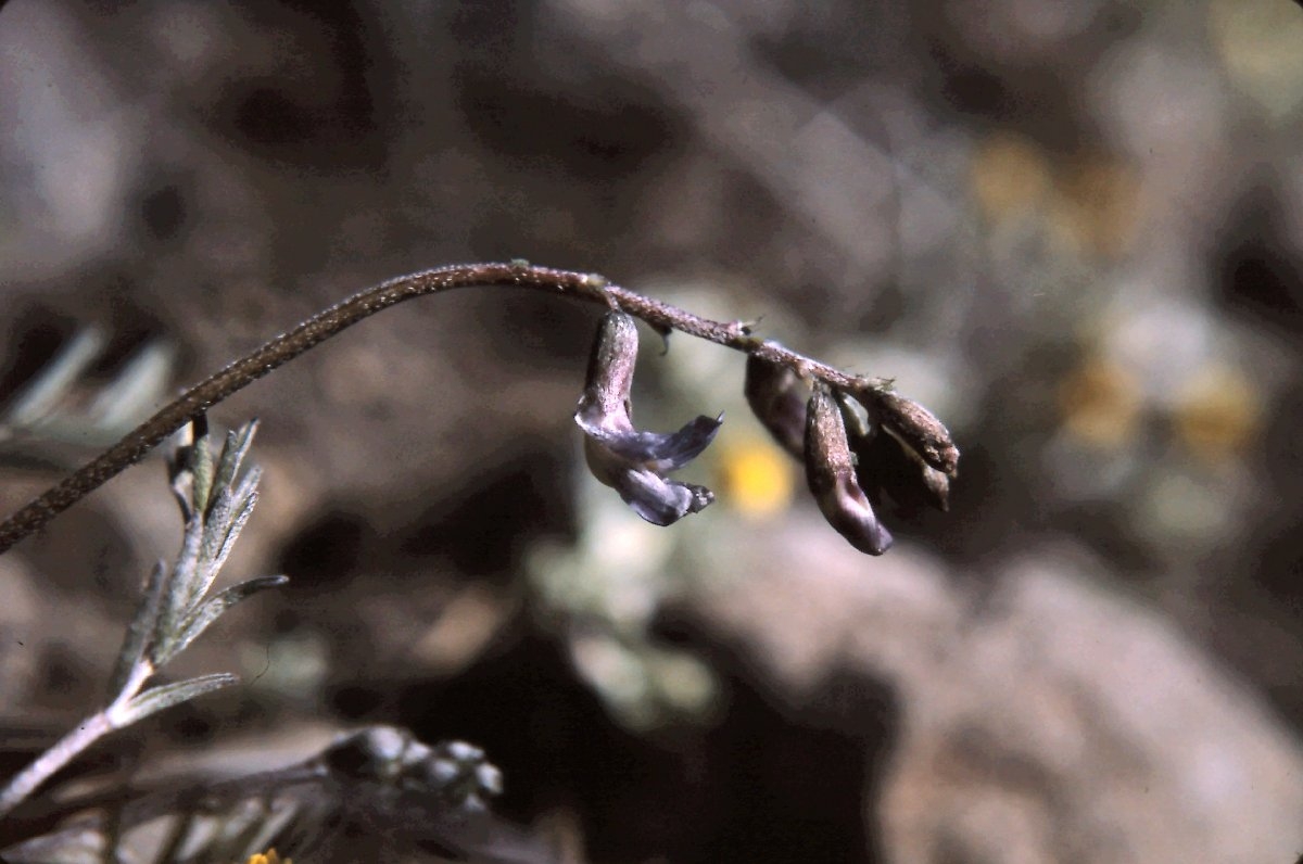 Astragalus atratus
