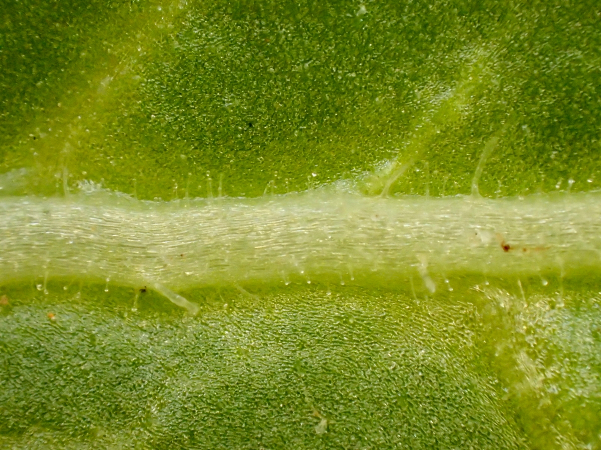Nicotiana clevelandii