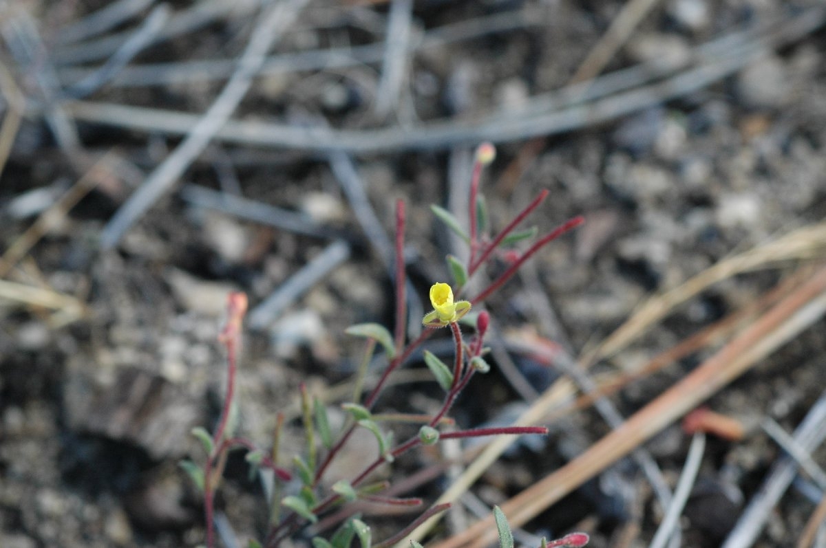Camissonia sierrae ssp. alticola