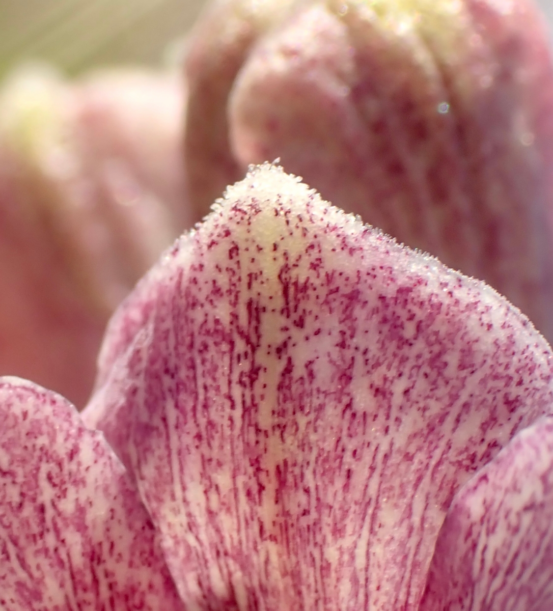 Fritillaria striata