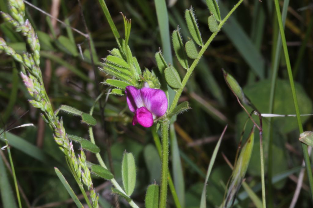 Vicia sativa ssp. sativa