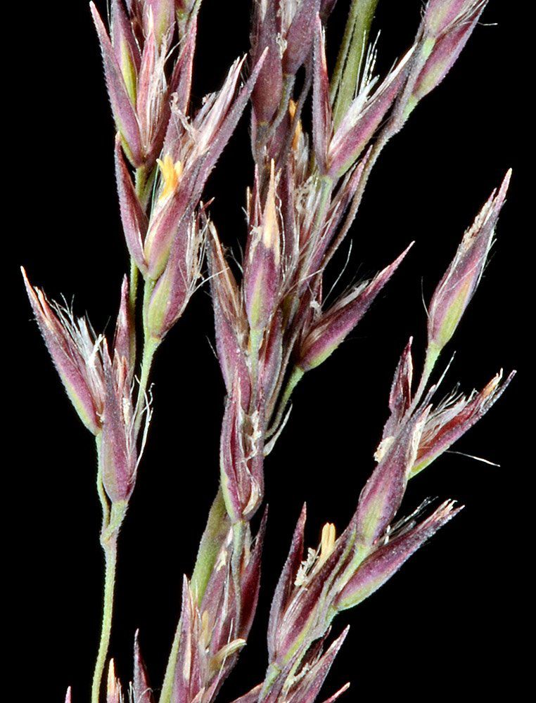 Calamagrostis canadensis