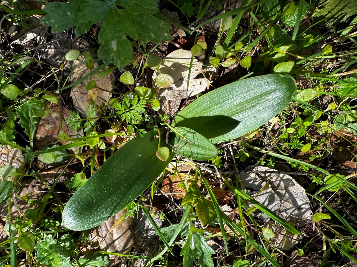 Piperia michaelii