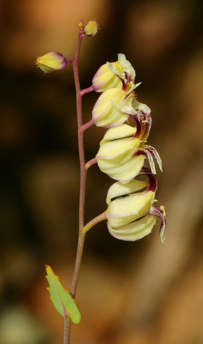 Streptanthus glandulosus ssp. secundus
