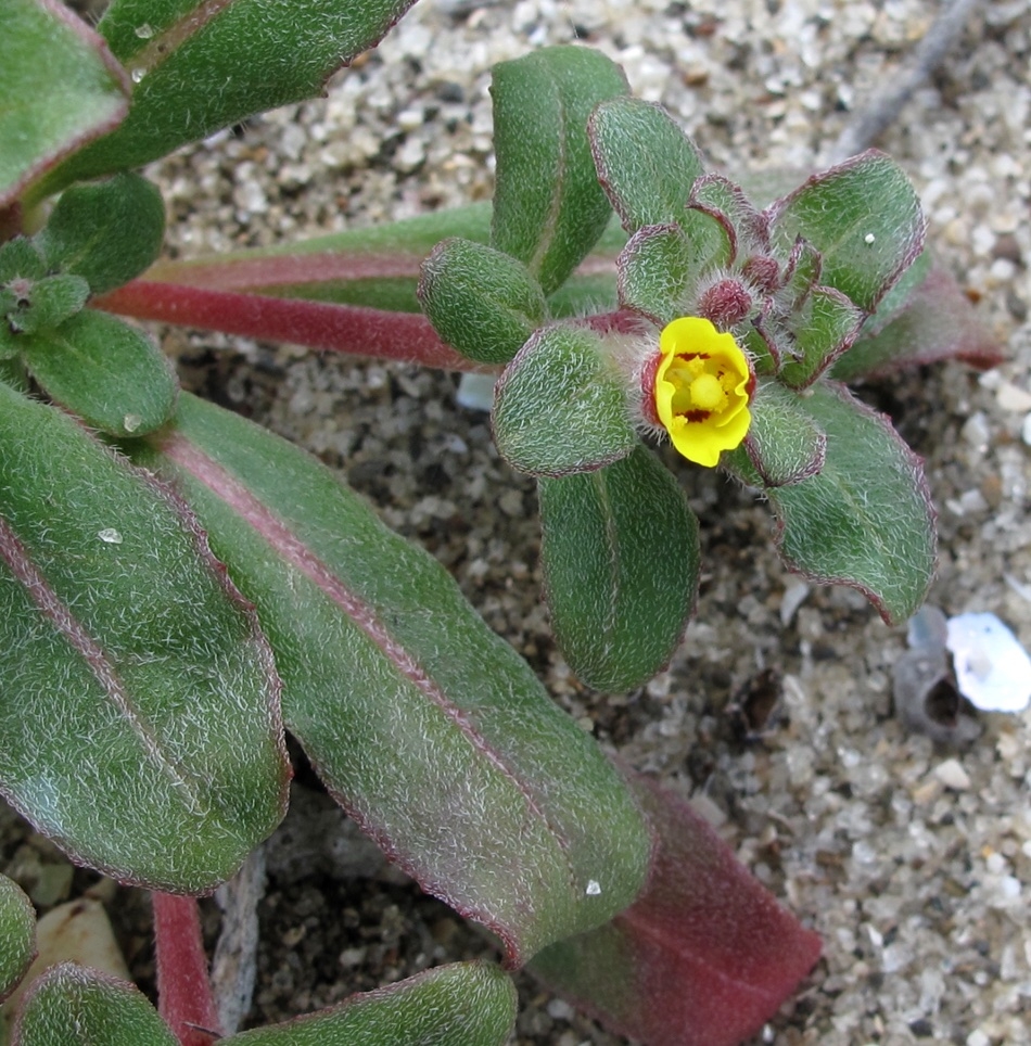 Camissoniopsis guadalupensis