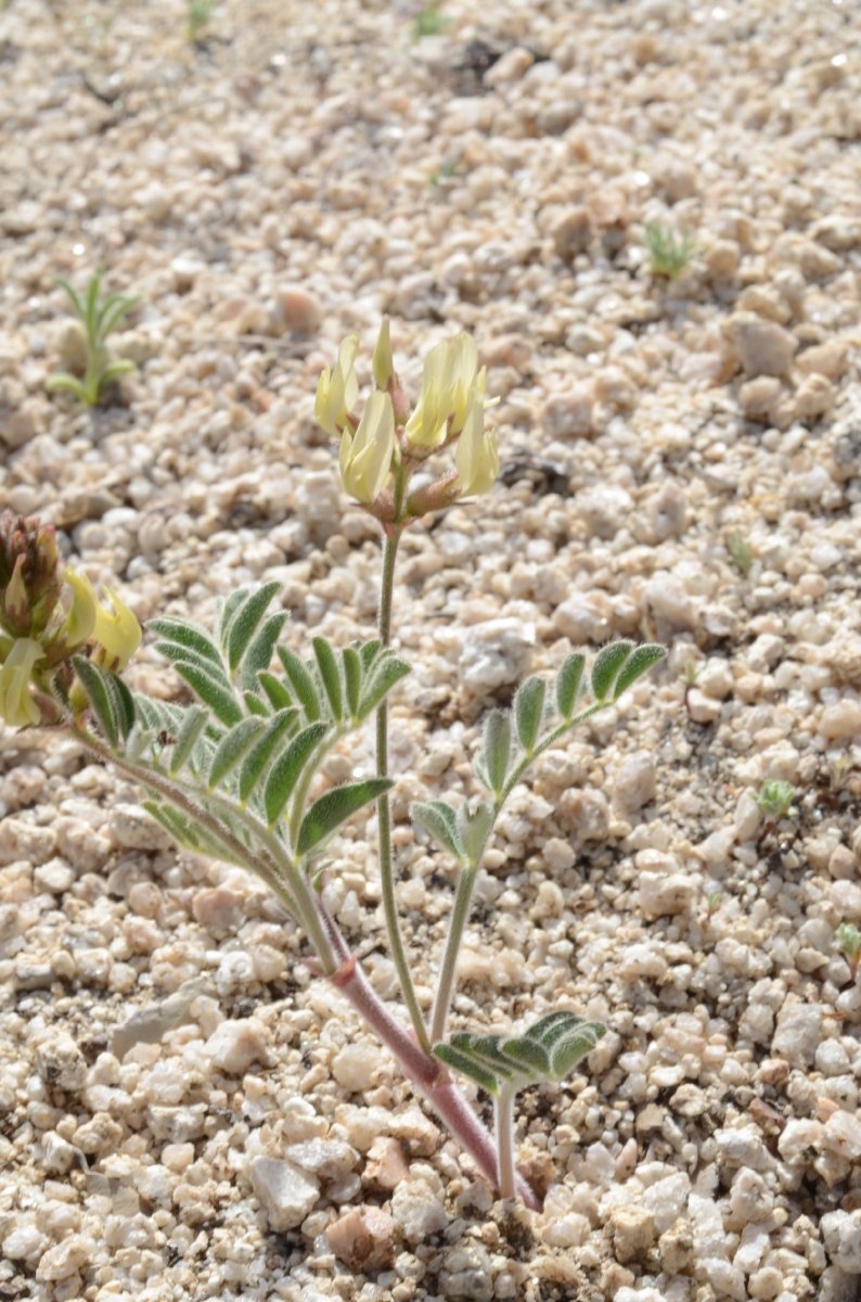 Astragalus ertterae