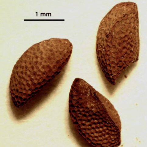 Phacelia damnationensis