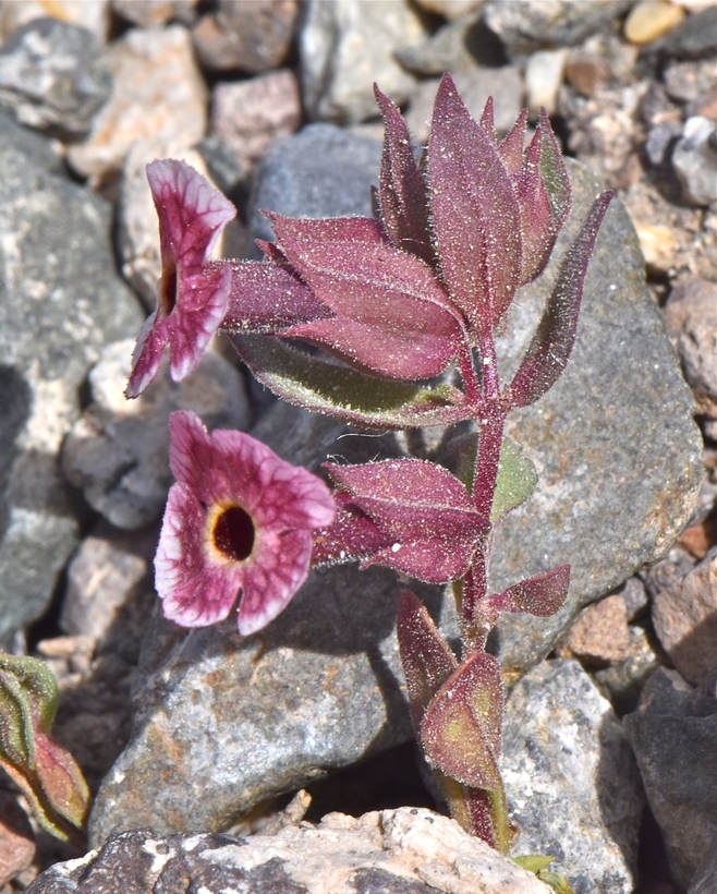 Mimulus mohavensis