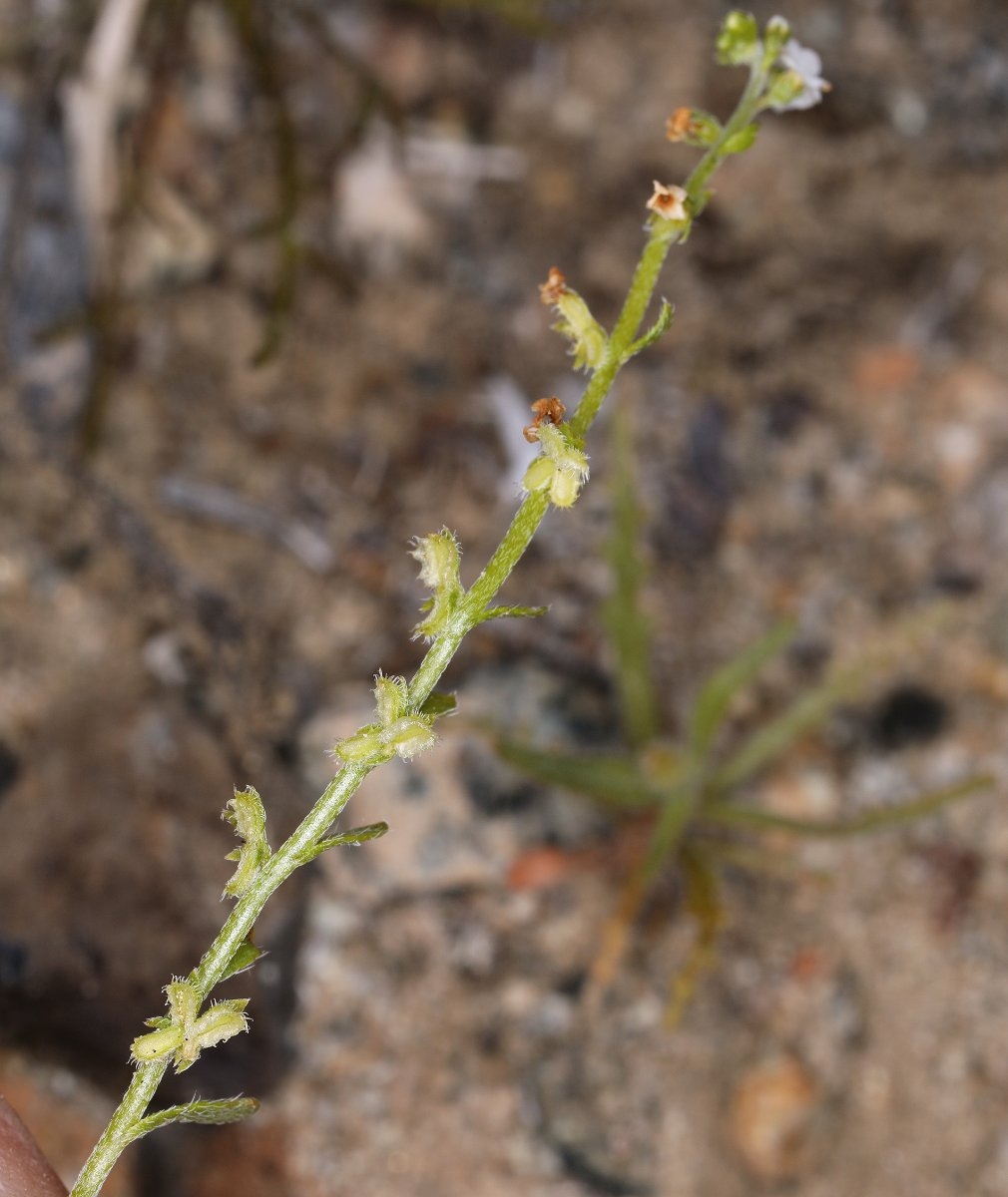 Pectocarya heterocarpa