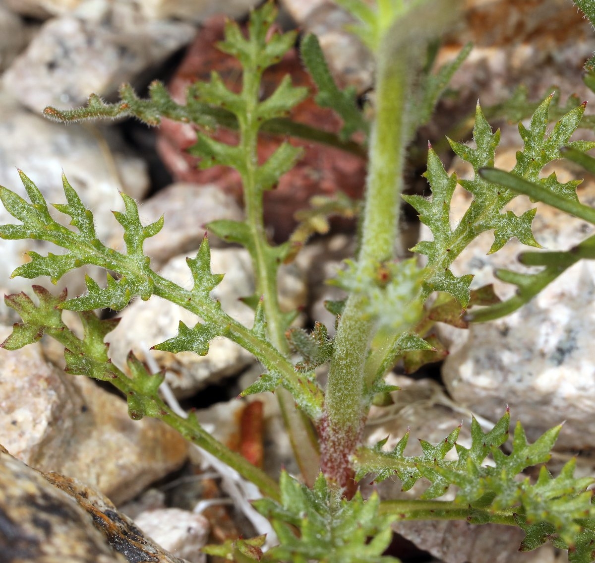 Gilia cana ssp. triceps