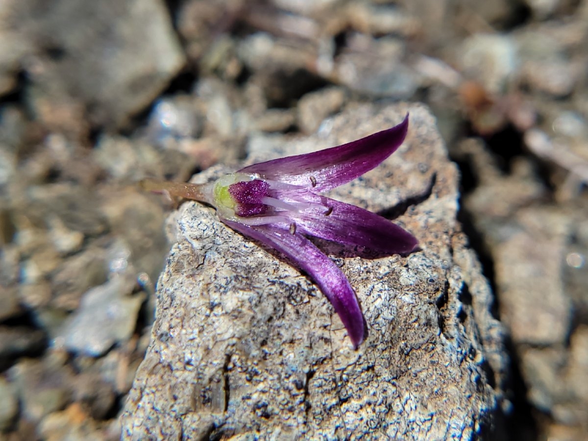 Allium sharsmithiae