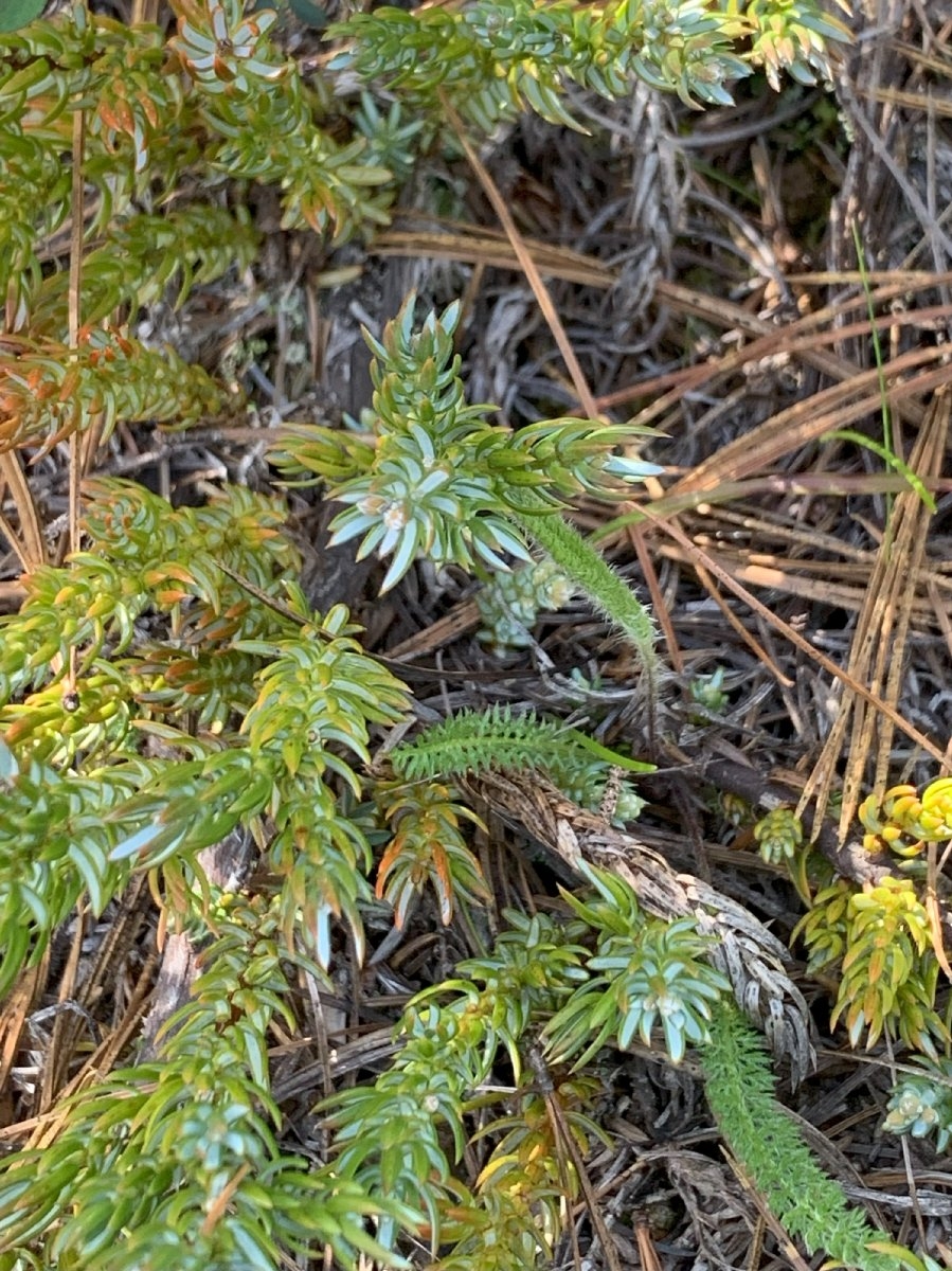 Juniperus communis var. jackii