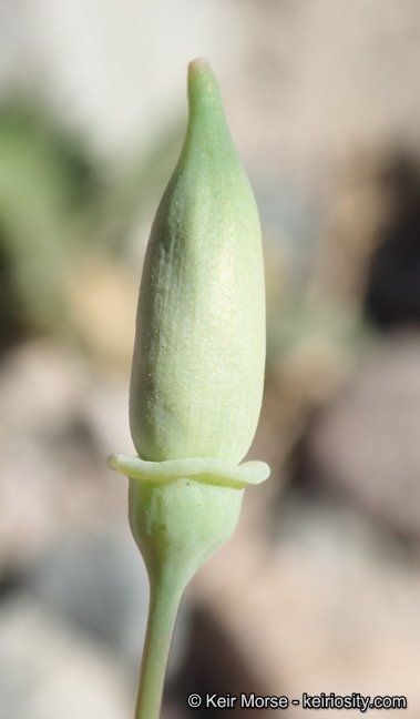 Eschscholzia papastillii