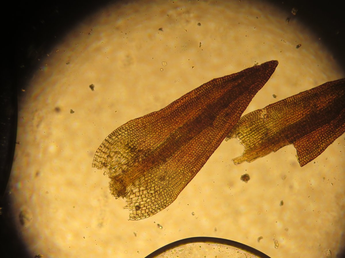 Trichostomopsis australasiae