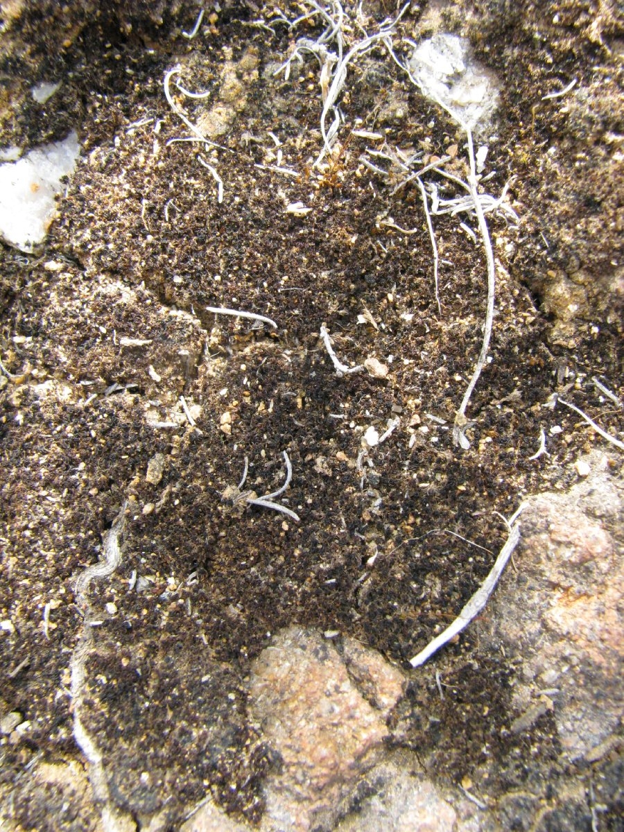 Trichostomopsis australasiae