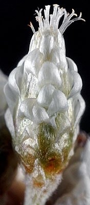 Antennaria luzuloides