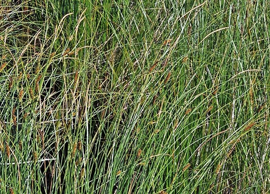 Carex lasiocarpa