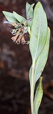 Mertensia oblongifolia var. nevadensis