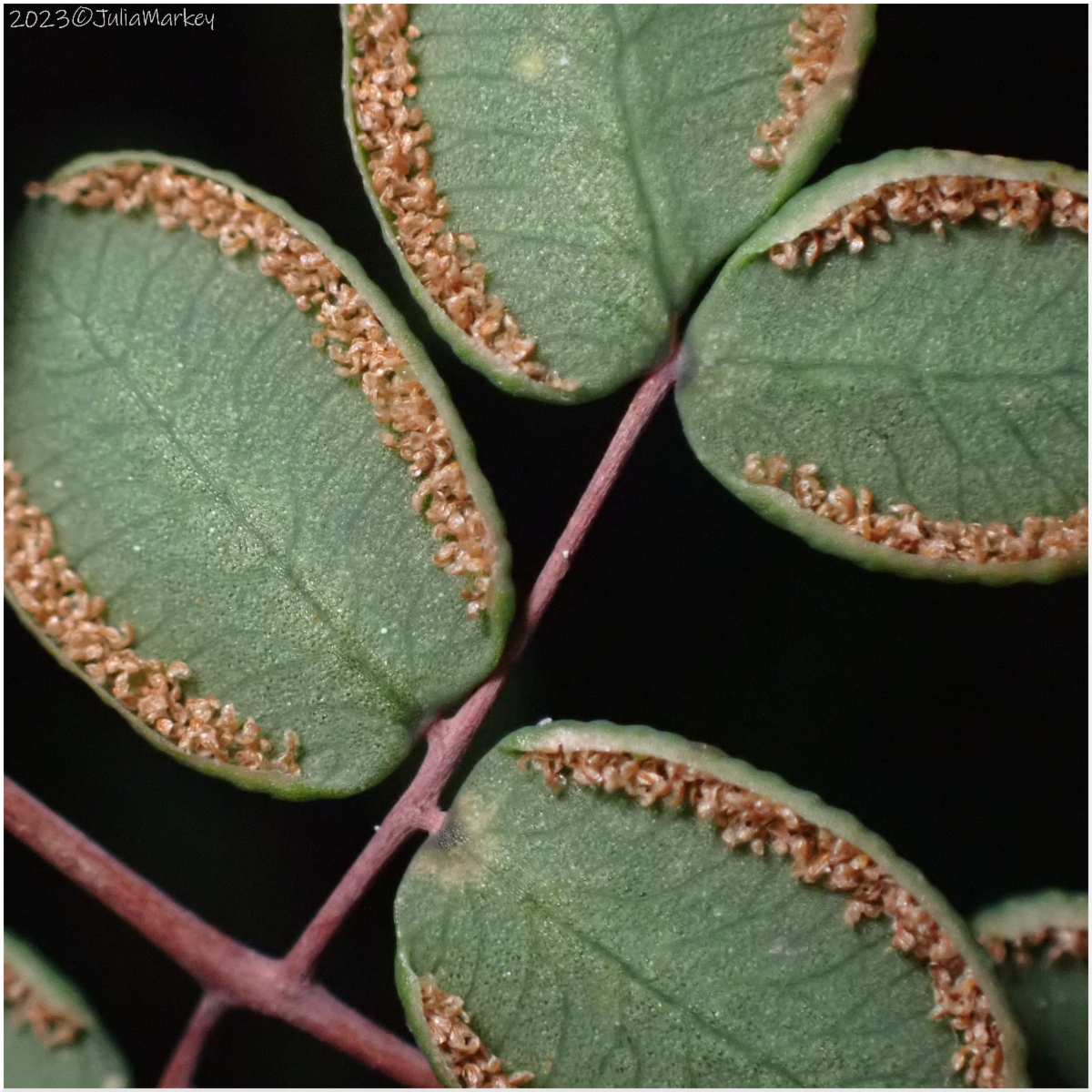 Pellaea andromedifolia