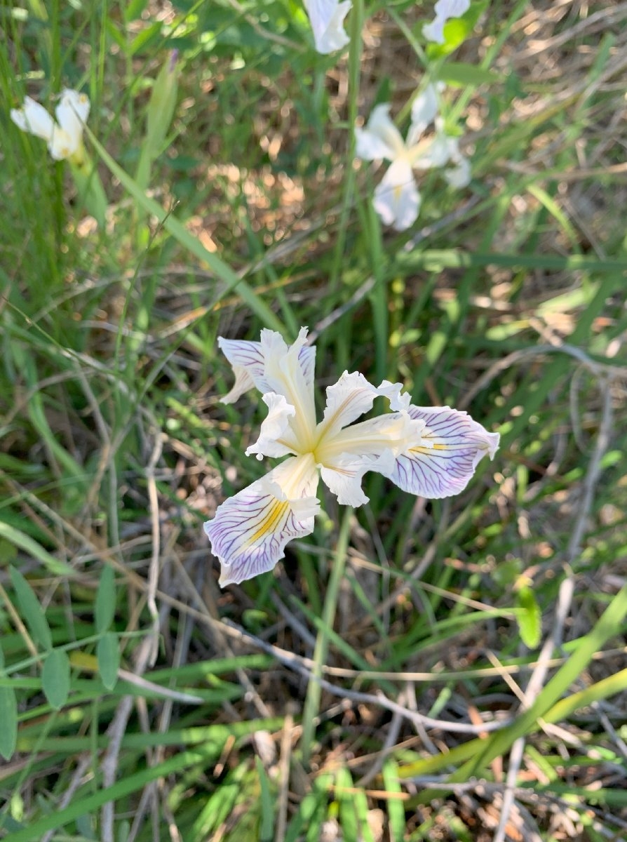Iris bracteata