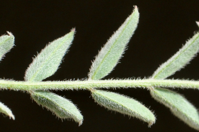 Astragalus macrodon