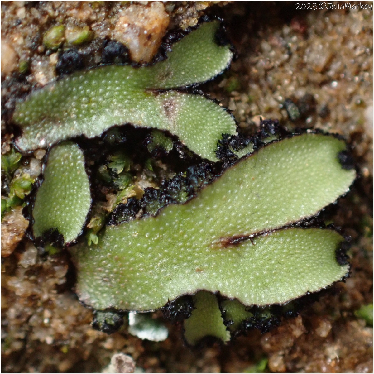 Targionia hypophylla