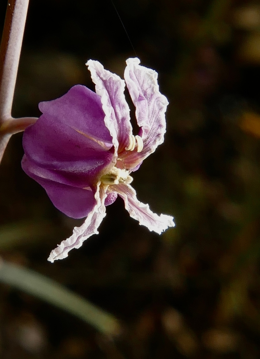 Streptanthus albidus