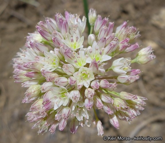 Allium howellii var. clokeyi