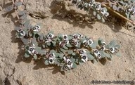 Euphorbia pediculifera