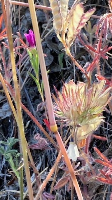 Trifolium olivaceum